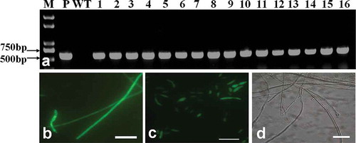 Fig. 1 (Colour online) PCR analysis and expression of green fluorescent protein from transformants of Fof. (a) M: DNA marker Trans 2K plus; P: Plasmid; WT: Fof wild type; 1–16: Fof transformants. (b) GFP expression in mycelium of transformants. (c) GFP expression in conidia of transformants. (d) No GFP expression observed in mycelia and conidia from wild-type Fof. Scale bars: b, c, d = 10 μm.