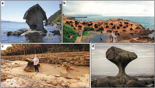 Figure 10. Different mushroom rocks from around the world. a) Roca Seta, a sandstone mushroom rock along the west coast of Galiano Island, British Columbia, Canada. ~2 m in height. Source: used under creative commons from https://commons.wikimedia.org/wiki/File:Roca_Seta.JPG, photograph by Arrecifazo. b) Limestone mushroom rocks at Yehliu Geopark, Taiwan. Varying sizes from <1 m to >3 m heights. Source: used under creative commons license: https://commons.wikimedia.org/wiki/File:1_yehliu_2015_panorama.jpg. c) Limestone mushroom rocks next to Aoshima Island near Miyazaki, Japan (Kyushu), ~1-1.5 m in height. A tombolo formed on raised and tilted limestone, Aoshima island is also known as the “Ogre’s Washboard” or “Devil’s Washboard”. Photograph by C.D. Allen, Citation2019. d) Kannesteinen Rock off the coast of Vågsøy, Norway. Eclogite (gneiss), ~3 m at its tallest and ~3 m at its widest. Source: used under creative commons license: https://commons.wikimedia.org/wiki/File:Kannesteinen_Rock_Nordfjord.jpg.