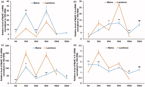 Figure 1. Gene expression trends for myosin heavy-chain (MyHC) I, II A, II B and II X in Bama miniature pigs and Landrace pigs. M. longissimus samples were collected from animals slaughtered at 0, 30, 60, 90 and 180 or 300 days of age for RNA purification. Real-time quantitative reverse transcription PCR (qRT-PCR) was carried out to assess the expression levels of MyHC I (a), II A (b), II B (c) and II X (d) mRNA, with 18S rRNA as an internal control. Data are mean ± SEM (n = 3). *p < .05, **p < .01 Bama miniature pigs vs. Landrace pigs at the same age. #p < .05, ##p < .01 Bama miniature pigs at 300 days of age vs. Landrace pigs at 180 days of age.