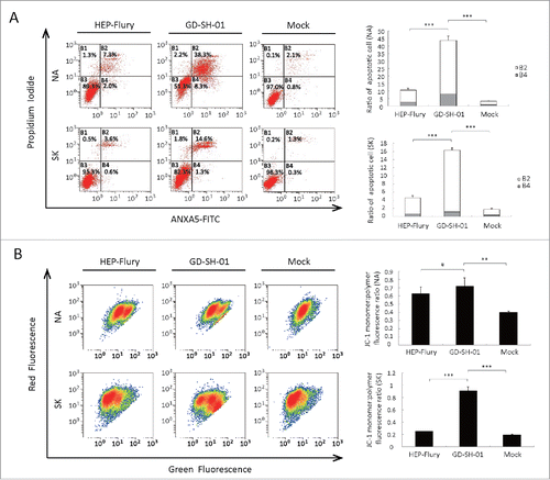 Figure 6. RABV induces apoptosis and mitochondrial dysfunction. (A) GD-SH-01 induces apoptosis in SK and NA cells. Flow cytometry of mock-, HEP-Flury- and GD-SH-01-infected SK and NA cells after ANXA5-FITC and PI staining. Cells in early apoptosis and dead cells are represented as the percentage of ANXA5-FITC and PtdIns cells of total cells. Mean ± SD of 3 independent experiments. Two-way ANOVA: ***, P < 0.001. (B) Analysis of ΔΨm with flow cytometry using JC-1 dye. A representative density plot is shown for each condition. Expression of ΔΨm expressed as the JC-1 monomer to polymer fluorescence ratio. Mean ± SD of 3 independent experiments. Mean ± SD of 3 independent experiments. Two-way ANOVA: **, P < 0.01; ***, P < 0.001;#, P > 0.05.
