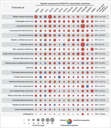 Figure 7. Basal components of the Pol I transcription machinery are amplified/upregulated in cancers of different histotype. TCGA analysis shows that genes encoding for basal components of the Pol I transcription machinery are frequently amplified/upregulated in different cancer types (see Results and Methods for details).