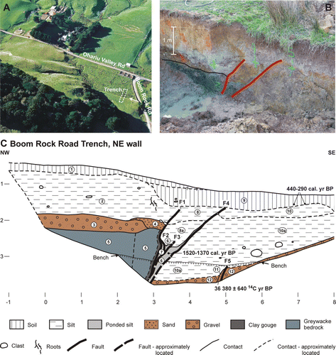 Fig. 2  (A) Oblique aerial view of the Boom Rock Road trench site in the Ohariu Valley (view to the southeast). Yellow arrows denote the surface trace of the Ohariu Fault. (Photo: Lloyd Homer, GNS Science, CN 17409a) (B) Photograph of the northeast wall of the Boom Rock Road trench. Major faults (bold red lines) and the top of the greywacke bedrock (thin black line) are delineated. (C) Summary trench log of the northeast wall of the Boom Rock Road trench (T06/1). Unit numbers are for descriptive purposes only and field descriptions are given in the Appendix. Details of radiocarbon ages are contained in Table 1. Brown-coloured units are interpreted to be correlatives across the fault and to be fluvial terrace deposits (see text for further discussion). Grid numbers on the left-hand side and along the base are spaced 1 m apart.