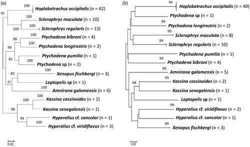 Figure 1. Unrooted neighbour-joining tree of Kimura-2-parameter distances based on (a) 16S (b) COI gene sequences of the amphibian species. Bootstrap values of greater than 50% (1000 pseudo-replicates) are given above the nodes. Nodal support less than 50% were not shown in the tree.