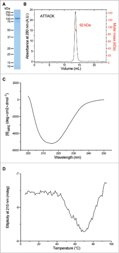 Figure 2. Structural characterization of purified EgA1 ATTACK. Reducing SDS-PAGE (A) and SEC-MALS (B) with the indicated molecular masses measured at the center of the chromatography peaks. The black line corresponds to the UV absorbance (left axis) and the red line to the measured molar mass (right axis). Circular dichroism spectrum (C) and tertiary structure analysis by thermal denaturation measured by the change in ellipticity at 210 nm (D).