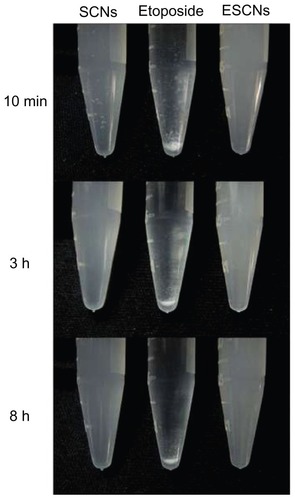 Figure 7 Sedimentation photographs of SCNs, free etoposide, and ESCNs in double distilled water after standing for 10 minutes, 3 hours, and 8 hours.Abbreviations: SCNs, strontium carbonate nanoparticles; ESCNs, etoposide-loaded strontium carbonate nanoparticles.