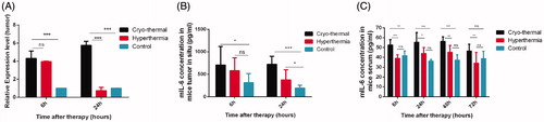 Figure 1. The cryo-thermal therapy-induced IL-6-rich acute pro-inflammatory response. (A) Relative mRNA expression level of IL-6 in primary tumour at 6 or 24 h after the cryo-thermal therapy and hyperthermia was analysed by real-time PCR, compared with the tumour-bearing control group. n = 6 mice per group; (B) The protein level of IL-6 in primary tumour at 6 or 24 h after the cryo-thermal therapy and hyperthermia was analysed by ELSIA, compared with the tumour-bearing control group. n = 6 mice per group; (C) The serum level of IL-6 in treated mice from hyperthermia, and the cryo-thermal group at 6, 24, 48 and 72 h after the treatment was analysed by ELISA, compared with the tumour-bearing control group. n = 6 mice at each time point for each group. Data were shown as mean ± SD. *p < .05, **p < .01, ***p < .001 by two-way ANOVA with the Bonferroni correction.