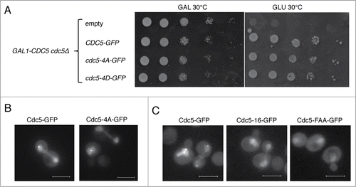Figure 3. Involvement of Cdc5 phosphorylation by Cdk1 or the PBD of Cdc5 in nuclear release of Cdc5. (A) cdc5-4A-GFP and cdc5-4D-GFP are functional and complement depletion of CDC5. SY1619 (cdc5Δ::GAL1-CDC5), whose sole CDC5 gene is under glucose-repressible GAL1 promoter, was transformed with a low copy number plasmid containing either cdc5-4A-GFP (pVR35) or cdc5-4D-GFP (pVR36) and was tested for growth in galactose (GAL) or glucose (GLU) containing media for 2 days at 30°C. (B) Localization of Cdc5-4A-GFP expressed from a low copy number plasmid in a wild type strain (PY3295) at room temperature. Note that expression of Cdc5-GFP from a plasmid (pVR13) resulted in nuclear accumulation in anaphase most likely because of overexpression. Scale bar: 5 μm. (C) Localization of Cdc5 (pVR13) and of PBD mutants Cdc5-16-GFP (pVB38) and Cdc5-FAA-GFP (pVB39) expressed from a low copy number plasmid in a wild type strain (PY3295) at room temperature. Although the SPB and the bud neck signals of Cdc5-16-GFP and Cdc5-FAA-GFP were significantly impaired, their nuclear localization pattern was indistinguishable from wild type Cdc5-GFP. Scale bar: 5 μm.