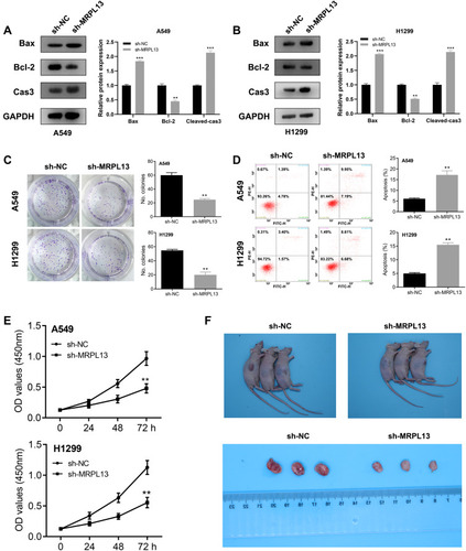 Figure 5 MRPL13 promote cell proliferation in vitro and in vivo.