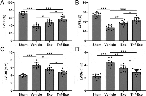 Figure 2. Preservation of cardiac function by exosomes from TNF-α-treated BMSCs in the MI mouse model.