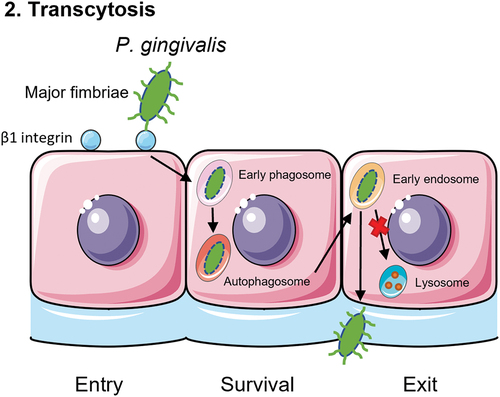 Figure 2. Schematic overview of the second mechanism of translocation. The major fimbriae of P. gingivalis adhere to the β1 integrin receptor of the epithelial cells. This will lead to entry of the bacterium into an early phagosome. In order to survive within the cell, P. gingivalis makes use of the autophagy pathway of the epithelial cell to prevent being transferred to lysosomes, where P. gingivalis would be killed. Lastly, the bacterium exits the cell via the endocytic recycling pathway.