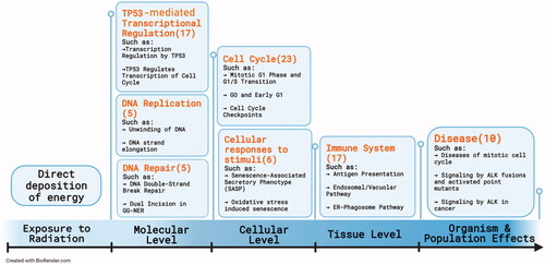 Figure 2. Pathway analysis. Pathway analysis of 404 genes was performed using REACTOME and correlated to AOP 272 with respect to changes involving molecular, cellular, and tissue level events. In brackets, the number of biological pathways identified using p-value < .001 and greater than 3 genes is provided. The orange represents high-level biological processes and the number of genes involved in the pathway. Lower level categories of pathways are provided as examples, which were selected by low p-values. The figure is created with Biorender.com.