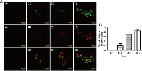 Figure 3 Fluorescence images of Cy5.5 (red)-labeled PCS localized within lysosomes (green) at different time points. (A) Control (a, e, i); PCS exposure for 24 h (b, f, j); PCS exposure for 48 h (c, g, k); PCS exposure for 60 h (d, h, l); (B) Merged fluorescence intensities PCS nanoparticle and lysosome. Reproduced with permission from Lee SH, Park DJ, Yun WS, et al. Endocytic trafficking of polymeric clustered superparamagnetic iron oxide nanoparticles in mesenchymal stem cells. J Control Release. 2020;326:408–418. Copyright 2020, Elsevier.Citation52