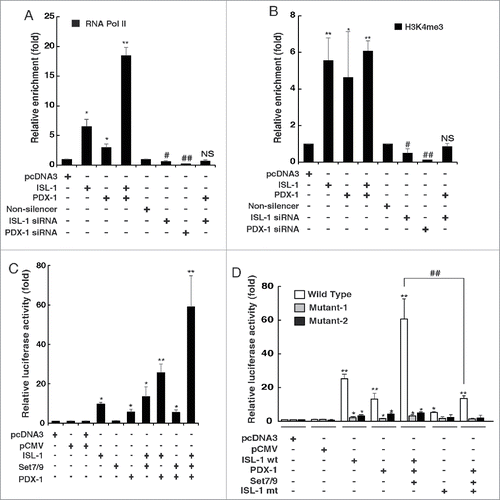 Figure 4. PDX-1 interacted with ISL-1 to promote the recruitment of RNA pol II. (A) NIT-1 cells were transfected with appropriate plasmids. The binding of RNA pol II to the ISL-1 site on the CyclinD1 promoter was measured by ChIP assay using an anti-RBP2 antibody. (B) ChIP assay was performed to analyze H3k4me3 of the CyclinD1 promoter region in NIT-1 cells transfected with indicated combination of plasmids. (C) Luciferase dual reporter assays were performed in 293A cells at 48 h after transfection with luc-CyclinD1-promoter and other plasmids. (D) Luciferase dual reporter assays were performed in NIT-1 cells at 48 h after transfection with luc-CyclinD1-promoter (wild-type), luc-cyclinD1-promoter in which the ISL-1 binding site TAAT was mutated to TGGT (Mutant-1) or deleted (Mutant-2) and other plasmids as shown including ISL-1 mt (the Set7/9 binding site RSK was deleted). The data represent 3 independent experiments, each performed in triplicate. *p < 0.05, **p < 0.01, vs. pcDNA3; #p < 0.05, ##p < 0.01 vs. Non-silencer or indicated column, NS, non-significance.