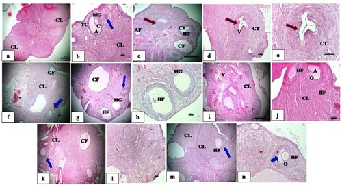 Figure 6. Effect CRE and PGE on rat ovary histology. a, b: Plain control group showing the presence of normal cyclic ovary, well grown healthy follicle, MG layer, theca cells and well developed CL. c–e: Negative control group supplemented with Letrozole showing many cystic follicles, thin MG layer, hyperplastic theca, atretic follicle and vacuolated stroma and granulosa. f: Letrozole supplemented with CRE showing numerous healthy growing follicles well developed CL and congestion of vessels. g depicts histopathological changes after treatment with PGE (P.grande) and h combination of CRE and PGE. i–l shows developing healthy follicles in various stages of development. Reduction in size of cystic follicle was observed. Developing oocyte was also seen. Healthy stroma, normal granulosa and theca were observed. Thickened numerous blood vessels with congestion was observed in PGE (P.grande) treated groups. Standard control group. Figure m–n also shows formation of oocyte, healthy stroma, granulosa and theca, well developed corpus luteum along with some cystic follicles. Secondary follicles with secondary oocytes appeared normal – Blue arrow. Multiple cystic conditions are noticed in the medullary region of ovary – Red arrow. Where, CL: Corpus Luteum, MG: Membranagranulosa, TC: Theca, A: Antrum, CF: Cystic follicle, V: Vacuole, GF: Growing follicle.