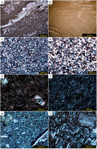 Figure 5. Photomicrographs of some Ooloo Hill Formation components. (a) Inter-lava flow. Bedded shale with intercalated fine-grained sand, silt, and mud layers, including accumulation of calcareous and phosphatic shell fragments. In the middle left of field are mid-sized fragments of an impunctate calcareous brachiopod shell displaying primary and secondary layers. The brownish (presumably phosphatic) shell fragment next to the brachiopod fragment could be an external plate of an armoured fish (G. Brock pers. comm., 2021), sample 1831161, ∼335 m RD/DD94WB2. (b) Inter-lava flow. Isolated phosphatic or calcareous bivalve shells (2–3 mm long, lower left corner). Thin shelled, low convexity shell fragments of indeterminate brachiopods (possibly strophomenids (G. Brock pers. comm., 2021)); sample 1831161, ∼335 m RD/DD94WB2. (c) Quartz-rich, fine-grained sandstone with extensive interstitial carbonate, minor feldspars, muscovite, tourmaline, leucoxene and opaque oxides, sample 1837680, ∼358 m RD/DD94WB3. (d) Inter-lava flow sedimentary rock. Porous quartz-rich fine- to medium-grained sandstone with minor interstitial chlorite, carbonate, and clay. Sample 1837679, ∼295 m RD/DD94WB3. (e) Lowest flow basalt composed of albite–chlorite–carbonate-altered olivine basalt with clinopyroxene in a fine-grained groundmass of flow-orientated plagioclase laths. Former olivine phenocrysts up to 2.5 mm have been altered to chlorite ± carbonate, sample 1722520, 349.14 m, RD/DD94WB2 (flow #1). (f) Flow-orientated plagioclase laths in lower flow basalt, sample 1722518, 337.67 m, RD/DD94WB2 (flow #2). (g) Middle lower lava flow basalt composed of altered olivine basalt with clinopyroxene (possibly titanaugite) in a fine-grained groundmass. Large (up to 1 mm) and flow-oriented plagioclase laths are present, sample 1722516, 331.7 m RD/DD94WB2 (flow #3). (h) Top lava flow composed of weakly plagioclase porphyritic amygdaloidal basalt with quartz–biotite–hematite–chlorite alteration. Amygdales are filled with carbonate ± epidote ± chlorite. No visible olivine phenocrysts were observed in this sample. Sample 1722514, 283.25 m, RD/DD94WB2 (flow #4).