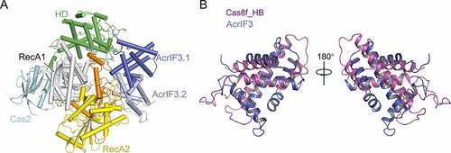 Figure 6. Overall structures of the Cas2/3-AcrIF3 complex and AcrIF3