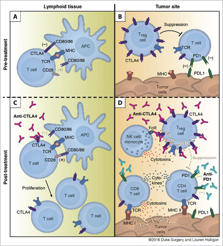Figure 7. Mechanism of action for dual checkpoint blockade. (A) T cell expansion in the lymphoid tissue is hampered by negative signals from CTLA4. (B) Intratumoral Tregs and PDL1 expression by tumor cells dampen T cell responses within the tumor. (C) Treatment with anti-CTLA4 blocks engagement with CD80/86 and allows for expansion of T cells. (D) Binding of anti-CTLA4 to Tregs allows for blockade of contact mediated suppression of T cell responses and antibody-dependent cell-mediated cytotoxicity (ADCC) of Tregs by NK cells and/or monocytes. Anti-PD1 blocks engagement of PD1 with tumoral PDL1 and leads to enhanced cytokine production by CD4 and CD8 T cells and increased tumor cell killing by CD8 T cells.