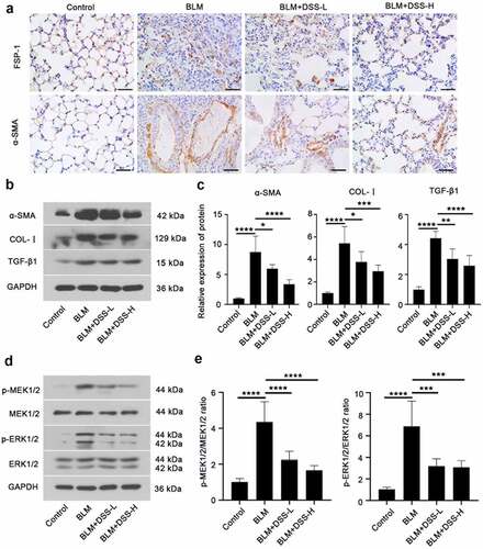 Figure 4. DSS inhibited fibroblast-myofibroblast differentiation via inhibiting the MEK/ERK signaling pathway in BLM-induced mice. (a) Immunohistochemistry analysis of FSP-1 and α-SMA in sections of lung tissues. Scale bar: 50 μm. (b, c) Protein expressions of α-SMA, COL-I, and TGF-β1 were detected by western blot. GAPDH was conducted as a loading control. (d, e) Protein expressions of p-MEK1/2, MEK1/2, p-ERK1/2, ERK1/2 were examined by western blot. GAPDH was conducted as a loading control. One-way ANOVA, *p < 0.05, ***p < 0.001, ****p < 0.0001