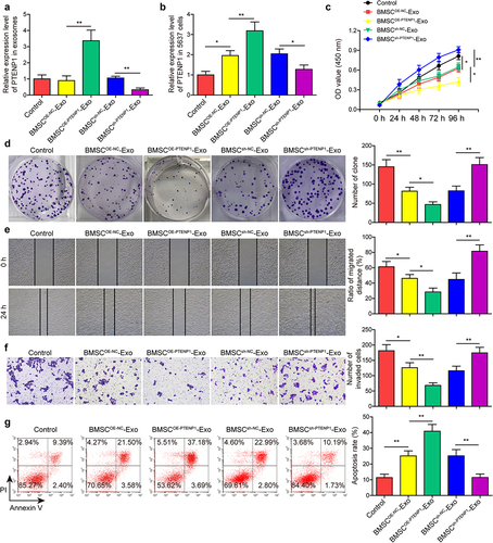 Figure 3. BMSC-derived exosomal PTENP1 regulated the malignant phenotypes of 5637 cells.(a) BMSC-derived exosomes were isolated and the expression of lncRNA PTENP1 in exosomes was examined by qRT-PCR. (b) after 48 h of co-culture with the exosomes derived from NC- or PTENP1-overexpressing BMSC (BMSCOE-NC-Exo, BMSCOE-PTENPCitation1-Exo), 5637 cells were collected and subjected for qRT-PCR analysis of lncRNA PTENP1. (c and d) proliferative ability of 5637 cells treated with BMSCOE-NC-Exo or BMSCOE-PTENPCitation1-Exo was evaluated by CCK-8 and colony formation assays. Impacts of treatment with BMSCOE-NC-Exo or BMSCOE-PTENPCitation1-Exo on 5637 (e) cell migration, (f) invasion, and (g) apoptosis were measured by wound healing, transwell, and flow cytometry assays. *P < .05, **P < .01.