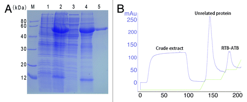 Figure 2. Coomassie-stained SDS-PAGE analysis of the RTB-ATB expression and purification (A) and affinity chromatographic profile (B). (A) Lane M, low molecular weight protein marker. Lanes 1 and 2, total cellular lysate of M15/pQE80L-RTB/ATB induced without IPTG and with IPTG, respectively. Lane 3 and 4, cell supernatants and cell debris after centrifugation at 12 000 rpm for 30 min. Lane 5, RTB-ATB eluted with elution buffer containing 300 mM imidazole. (B) The RTB-ATB protein was eluted with elution buffer containing 300 mM imidazole.