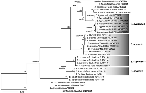 Fig. 69. Phylogenetic tree based on rbcL sequences. Values above branches denote the Maximum likelihood bootstrap values (BS) of > 50% or the Bayesian posterior probabilities (BPP) of > 0.75. BS values of < 50% and BPP values of < 0.75 are indicated by a hyphen (-). BS values of 100 and BPP values of 1 are indicated by *