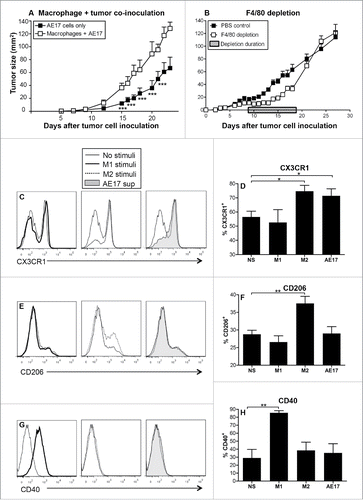 Figure 1. Macrophages contribute to mesothelioma tumor growth. C57BL/6J mice were inoculated s.c. with AE17 mesothelioma tumor cells (3 × 105 cells) or co-inoculated with BM-derived macrophages (1 × 105 cells) and AE17 cells (3 × 105 cells, ratio 1 macrophage:3 tumor cells) and tumor growth monitored (Fig. 1A). In a separate experiment, mice were inoculated with 5 × 105 AE17 tumor cells s.c and tumors left to grow to 25–30 mm2 before anti-F4/80 Ab treatment commenced (Fig. 1B). Daily anti-F4/80 Ab injections (100 μg/mL in 100 µL) were alternately given i.p. then i.t. for 9 d. Control mice were given the PBS diluent. Pooled data is shown as mean ± SEM; n = 9 mice/group. Peritoneal macrophages from C57BL/6J mice were cultured overnight with IFNγ/LPS (M1 stimuli), IL-4/IL-13 (M2 stimuli), 50% AE17 mesothelioma-derived supernatant or left untouched (no stimuli, NS) and analyzed by flow cytometry for surface expression of CX3CR1 (Figs. 1C and D), CD206 (Figs. 1E and F), and CD40 (G and H). Pooled data from four experiments is shown as mean ± SEM. *p < 0.05, **p < 0.01, ***p < 0.001.