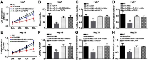 Figure 5 LOC105372579/miR-4316/FOXP4 axis regulates proliferation, migration, and invasion of HCC cells. (A and B) CCK8 and colony formation assays were used for analysis of Huh7 cell proliferation. (C and D) Transwell assay was utilized for assessment of Huh7 cell migration and invasion. (E and F) CCK8 and colony formation assays were used for analysis of Hep3B cell proliferation. (G and H) Transwell assay was utilized for assessment of Hep3B cell migration and invasion. *P<0.05 and **P<0.01. Abbreviation: HCC, hepatocellular carcinoma.