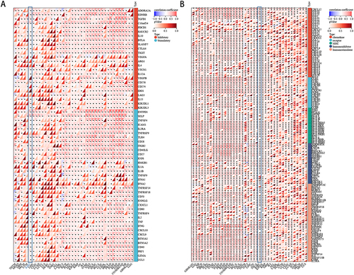 Figure 4 Relationships between FBLN5 and tumor immune microenvironment in KIRC; (A) immune genes; (B) immune checkpoint.*p < 0.05.
