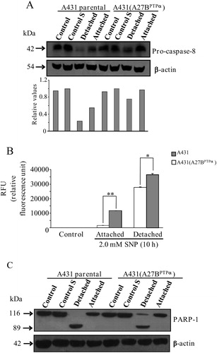 Figure 5. PTPα overexpression in A431 cells and its relationship with the activation of caspase-8, caspase-3, and PARP-1. (A) A431 parental cells and A431 (A27BPTPα) cells were treated with 2.0 mM SNP for a 10-hour incubation period. Detached and attached cells were harvested, collected, and lysed. Cell extracts (50 µg/ml) were immunoblotted with anti-procaspase-8 and anti-beta-actin (protein loading control) antibodies. Representative blots from three independent experiments are shown. Relative densitometric values of the protein bands are shown in columns. (B) A431 parental cells and A431 (A27BPTPα) cells were incubated with 2.0 mM SNP for 10 hours. Detached and attached cells were harvested, collected, and lysed. The caspase-3 activity in cell lysates was determined using a fluorimetric assay kit. Control cells were left untreated for the same period of incubation. All values are expressed as the means ± SD from three independent experiments. Statistical significance was determined using the Student's t-test (*P < 0.05; **P < 0.01). (C) Exponentially growing cells (control) and starved (control S) A431 parental cells and A431 (A27BPTPα) cells were treated or untreated with 2.0 mM SNP for 10 hours of incubation. Detached and attached cells were harvested, collected, and lysed. Cell extracts (50 µg/ml) were immunoblotted with anti-PARP1 and anti-beta-actin (protein loading control) antibodies. Representative blots from three independent experiments are shown.