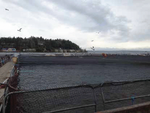 Figure 1b. Salmon farm in Washington State.