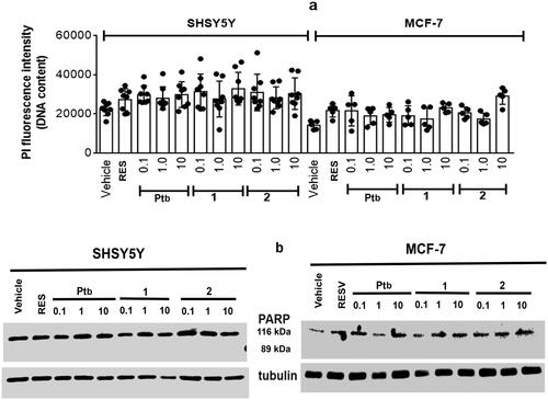 Figure 5. Analyses of cellular DNA content obtained from propidium iodide assay (PI) in SH-SY5Y neuroblastoma (left) and MCF-7 breast cancer (right) cells. (a) Cells were treated for 48 h with either vehicle (ethanol/DMEM, 1/10) or resveratrol (Res, 1 µM) or with different Pterostilbene (Ptb) or its fluorescent derivatives (1 and 2) concentrations. Data are means ± SD of height (SH-SY5Y) or five (MCF-7) different experiments. (b) Typical Western blot of five different experiments of PARP-1 (uncleaved 116 kDa, cleaved 89 kDa) in cells treated as in (a).
