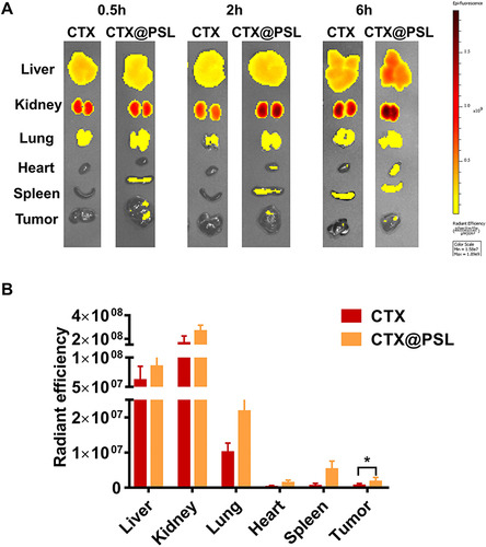 Figure 5 In vivo distribution. (A) Time-volume relationship of CTX@PSL in the targeting distribution of experimental melanoma growth in mice. (B) Distribution of CTX and CTX@PSL in tumor-bearing mice at 0.5h, *p < 0.05.