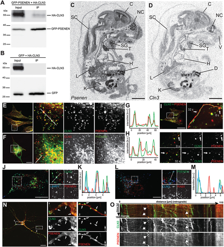 Figure 1. Interaction, co-expression and colocalization of PSENEN and CLN3. (A, B) Co-immunoprecipitation of GFP-PSENEN and HA-CLN3. GFP-PSENEN (A) or GFP (B) were co-expressed with HA-CLN3 in HeLa cells and immunoprecipitated with an anti-GFP antibody. HA-CLN3 was co-precipitated with GFP-PSENEN (A), but not with GFP alone (B). (C, D) Autoradiograms of parasagittal sections through embryonic mice at E16 hybridized with specific radiolabeled probes for Psenen (C) and Cln3 (D) reveal similar expression patterns. (E, F) HeLa cells co-transfected with GFP-CLN3 (green) and tdTomato-PSENEN (red) (E) or with mCherry-CLN3 (red) and GFP-PSENEN (green) (F), were immunostained using respective antibodies and analyzed by confocal microscopy. Dotted boxes in the left panels indicate magnified areas shown in the right panels. Line plots (G, H) correspond to the white lines indicated in the merged zoom-ins in (E) and (F). (I) Tracking of GFP-CLN3- and tdTomato-PSENEN-positive endosomes in HeLa cells by time-lapse analysis using confocal spinning disk microscopy. The dotted box in the overview indicates the magnified area in which co-trafficking was analyzed. Single images below show initial position (0 s) and after tracking (32 s) of an endosome (arrows). (J, L) HeLa cells co-transfected with GFP-CLN3 and mCherry-PSENEN and immunostained using respective antibodies and an anti-LAMP1 antibody (J) or transfected with GFP-PSENEN and HA-CLN3 and immunostained using respective antibodies and an anti-RAB5 antibody (L). Dotted boxes in the left panels indicate magnified areas shown to the right. Line plots (K, M) correspond to the white lines indicated in the merged zoom-ins in (J) and (L). (N) Dissociated hippocampal neurons transfected with GFP-CLN3 (green) and tdTomato-PSENEN (red) immunostained at DIV10. Magnifications of a somatic (dotted box 1) and of a neuritic area (dotted box 2) are shown. Arrows point at areas of colocalization. (O) Time-lapse video microscopy analysis of dissociated hippocampal neurons (DIV 6) transfected with GFP-CLN3 (green) and tdTomato-PSENEN (red) imaged over 180 s. Kymographs show predominant retrograde movement of GFP-CLN3- and tdTomato-PSENEN-positive endosomes. Scale bars in (C) and (D): 2 mm; in (E, F, I, J, L, N): 20 µm. C, cerebral cortex; D, duodenum; H, heart; K, kidney; L, lung; NC, nasal cavity; SC, spinal cord; SG submandibular gland; T, thymus; V, vibrissae.