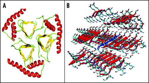 Figure 9 Current models of PrPSc. (A) Trimeric model of PrP27–30 after Govaerts et al., 2004.Citation55 (B) Crystal structure of the PrP SNQNNF peptide (PDB code 2ol9).Citation124