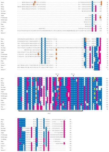 Supplementary Figure 1 Sequence alignment of MAP20 proteins made with the MUSCLE alignment tool. The TPX2 domain is marked with a black bar and the extended TPX2 domain is indicated using dots. Notes above the TPX2 domain indicate where residues are lost relative to the Pfam domain model. Colors indicate similarity to consensus sequence.