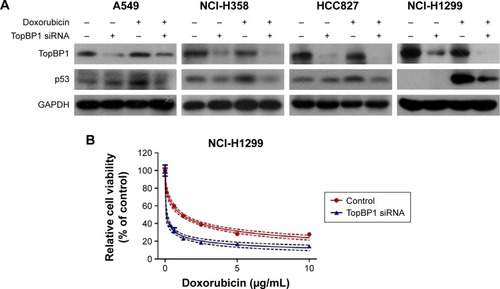 Figure 3 TopBP1 was involved in the chemoresistance of tumor cells.