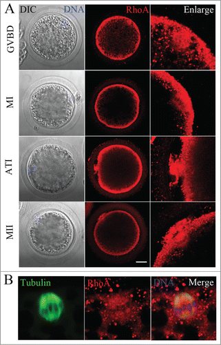 Figure 1. RhoA protein localization in porcine oocytes. (A) Subcellular RhoA localization from GVBD to the MII stage of porcine oocyte meiotic maturation. RhoA accumulated at the cortex and spindle microtubules during all stages of meiosis. Blue, chromatin; red, RhoA. Bar = 20 μm (B) Immunofluorescent staining for co-localization of RhoA and α-tubulin in oocytes. RhoA co-localized with spindles at the MI stage. Blue, chromatin; red, RhoA; green, α-tubulin.