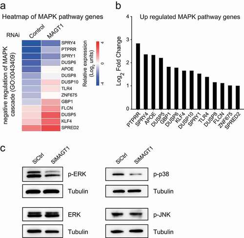 Figure 4. Downregulation of MAGT1 causes the reduction of ERK/p38 MAPK signaling pathways