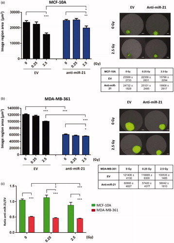 Figure 7. Growth analysis of 3D-microtissues of MCF-10A and MDA-MB-361 cells with constitutive lentiviral GFP expression. 3D-microtissue growth analysis after radiation-quantification of spheroid growth delay after 0.25 and 2.5 Gy (9 days after radiation treatment) of MCF-10A (a) and MDA-MB-361 (b). The ratio of anti-miR-21 and EV for each dose of radiation is presented at part (c). Tables present the original values of image region area (μm2) detected. Data represent means ± SEM (n = 3). Representations of Operetta GFP quantification (EV and anti-miR-21) after indicated time points (9th day after seeding in assay plates after 0 and 2.5 Gy doses of radiation). Student’s t-test was used for statistical analysis. *p < 0.05, **p < 0.01, ***p < 0.001. Scale bar =100 μm.