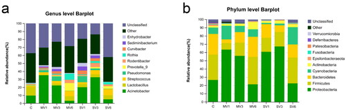 Figure 2. Changes in the lower respiratory tract microbiota of rats during mechanical ventilation. (a) At the genus level, the main dominant genera were Acinetobacter, Lactobacillus, and Staphylococcus. (b) At the phylum level, the main dominant phyla were Proteobacteria, Firmicutes, Bacteroidetes, Cyanobacteria, and Actinobacteria. Tracheal intubation and mechanical ventilation caused changes in rats’ lower respiratory tract microbiota ratio.