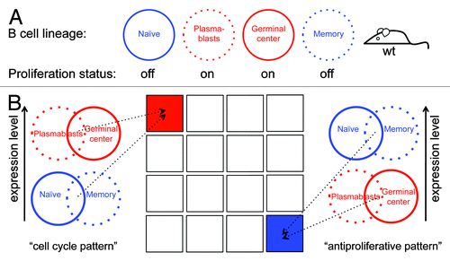 Figure 1. Using the B-cell lineage for identifying in vivo cell cycle regulators. (A) Splenic plasmablast and germinal center B cells are highly proliferative (red), whereas naïve and memory B-cells hardly, if ever, divide (blue). (B) Genes whose expression is switched on in both plasmablast and germinal center B cells, and switched off in both naïve and memory B cells, are likely to regulate the mammalian cell cycle and to promote proliferation in vivo. Genes with the reverse expression pattern are likely to promote antiproliferative processes in vivo. Overall, there are 16 combinatorial patterns of gene expression (illustrated as squares), of which 1 is the cell cycle pattern (red) and 1 is the antiproliferative pattern (blue).