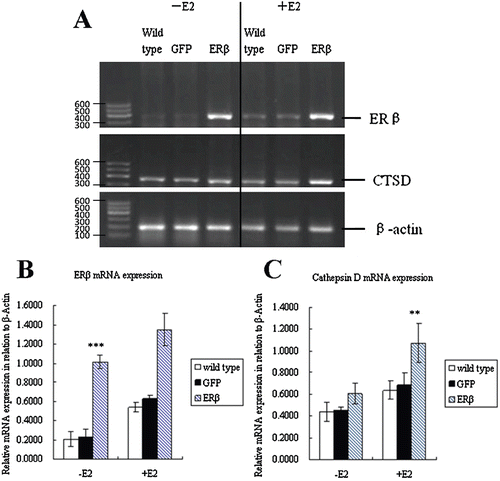 Figure 2.  Expression of ERβ and cathepsin D mRNA. (A) MCF-7 cells were stably transfected with pEGFP-C3 or pEGFP-hERβ. After 24 h of treatment with 10−9 M E2 (+E2) or control vehicle ethanol (−E2), ERβ and CTSD expressions were detected by RT-PCR with β-actin as the reference gene. The PCR products have a size of 393 and 377 bp for ERβ and CTSD, respectively. (Marker. DNA Marker-B; wild type. Nontransfected MCF-7 cells; GFP. Cells stably transfected with pEGFP-C3; ERβ. Cells stably transfected with pEGFP-hERβ). (B) Semiquantitative calculation of relative mRNA expression of ERβ normalized to β-Actin levels. (C) Semiquantitative calculation of relative mRNA expression of CTSD normalized to β-Actin levels. Each experiment was performed three times independently and results were expressed as means ± SD. ** p ≤ 0.01, ***p ≤ 0.001 versus corresponding wild type.