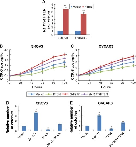 Figure 5 ZNF277 promoted OC cell proliferation by targeting PTEN. (A) The mRNA expression of PTEN was determined by RT-qPCR in SKOV3 and OVCAR3 cells transfected with PTEN overexpression plasmid. Error bars indicate mean ± SD of three independent experiments (**P<0.05 vs vector). (B) Cell viability of SKOV3 cells and (C) OVCAR3 cells transfected with vector, PTEN, ZNF217, and ZNF217+PTEN was determined by CCK-8 assay. Error bars represent mean ± SD of three independent experiments (*P<0.05 vs vector). (D) Cell growth of SKOV3 cells and (E) OVCAR3 cells transfected with vector, PTEN, ZNF217, and ZNF217+PTEN was determined by colony formation assay. Error bars represent mean ± SD of three independent experiments. *P<0.05 vs vector.Abbreviations: OC, ovarian cancer; RT-qPCR, quantitative reverse-transcription PCR; CCK-8, Cell Counting Kit-8.