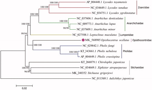 Figure 1. NJ-phylogenetic tree demonstrating the relationships among Zoarcoid fishes built on complete sequences of mitochondrial genome. Numbers in nodes indicate support values based on 1000 replicates of non-parametric bootstrap test in order NJ/ML.