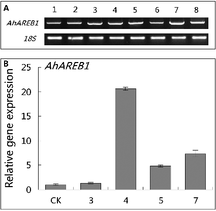 Figure 4. Production of transgenic AhAREB1 roots. Expression analysis (A) of AhAREB1 in different peanut transgenic lines by RT-PCR. A specific PCR product of 1338 bp (upper panel) was detected in eight randomly selected AhAREB1 (1–8) transgenic lines identified as GFP-positive; +, plasmid DNA. An 18S fragment was amplified as an internal control (lower panel). Real-time PCR analysis (B) of expression of AhAREB1 in negative control (CK) and transgenic lines (AhAREB1-3, 4, 5, 7), selected by RT-PCR analysis above, under normal conditions.