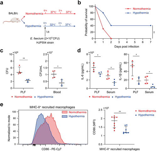 Figure 5. Hypothermia was associated with survival. (a) Hypothermia protocol. (b) Survival of hypothermia and normothermia-treated mice after E. faecium infection; n = 10. (c) Bacterial burden of PLF and blood at 6 h after E. faecium infection. (d) IL-6 and IL-1β in PLF and serum at 6 h after E. faecium infection. (e) CD86 expression of MHC-II+ recruited macrophages at 6 h after E. faecium infection. Blue represents hypothermia and red represents normothermia *: P < 0.05, **: P < 0.01.