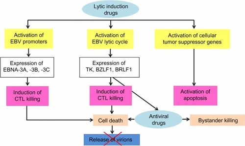 Figure 1 Schematic concept of treatment in NPC targeting EBV using a combination of lytic inducing regimens and antiviral drugs.