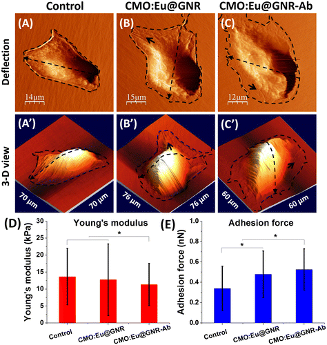 Figure 4. Atomic force microscopy detection of A549 cells (A) without treatment, (B) treated with CMO:Eu@GNR, or (C) CMO:Eu@GNR-Ab for 2 h: (A′–C′) are 3D view images of (A–C); (D) Young’s modulus and (E) adhesion force of cells. Error bar: standard deviation of the mean, * means p < 0.05.