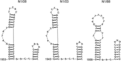 Figure 3. Double stem-loop structure found in the region of the predicted 3′ crossover site. Predictions were made using RNAstructure version 5.1 (http://rna.urmc.rochester.edu/index.html) using the default parameters. The number indicates the location of the first base of the stem loop in relation to the initiation codon of the S gene.