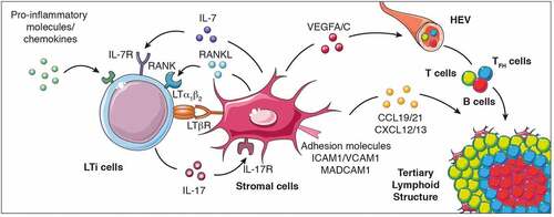 Figure 1. Cellular and molecular signals that control TLS formation. The local accumulation of pro-inflammatory molecules and chemokines promotes the recruitment of LTi cells to the inflammed site promoting their interaction with stromal cells to initiate TLS genesis and cytokine (IL-7, IL-17, RANKL, and LTα1β2) and cytokine receptor (IL-7R, IL-17R, RANK and LTβR) expression. When LTi cells are absent, other immune cells such as macrophages, B lymphocytes and Th17 cells can also interact with stromal cells to induce TLS formation. This interaction culminates in the production of chemokines (CCL19, CCL21, CXCL12 and CXCL13), pro-angiogenic molecules (vascular endothelial growth factors VEGFA and VEGFC) and the expression of adhesion molecules which facilitate the recruitment of additional immune cell types, their retention and organization into the nascent TLS. LTi cells, lymphoid tissue-inducer cells; Th17 cells, T helper cells secreting IL-17; LT, lymphotoxin; RANK, receptor activator of nuclear factor-κB; ICAM, intercellular adhesion molecule 1; VCAM1, Vascular adhesion molecule 1; MADCAM, mucosal vascular addressin cell adhesion molecule 1; VEGFC, vascular endothelial growth factor A/C; IL, interleukin; CCL19: C-C motif chemokine ligand 19; CXCL13, C-X-C motif chemokine ligand 13; HEV, high endothelial venules